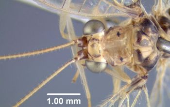 Media type: image; Entomology 26214   Aspect: pronotum dorsal